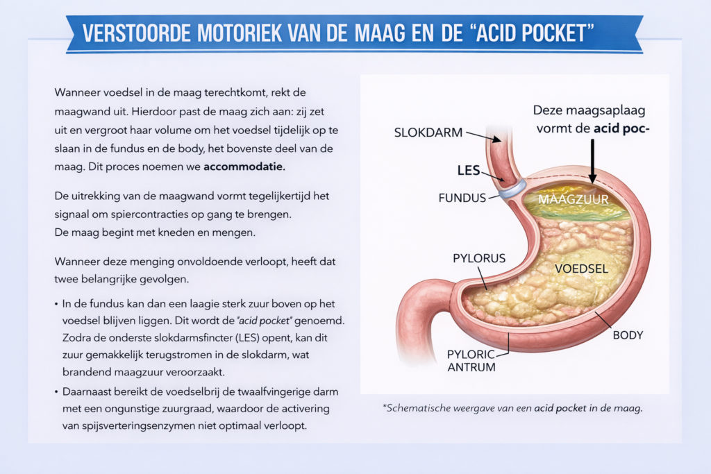 Doorsnede van de maag met de acid pocket, een laagje maagzuur boven de voedselbrij, vlak bij de onderste slokdarmsfincter.