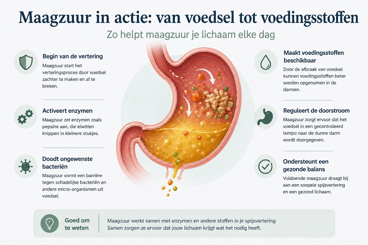 Werking van maagzuur in de spijsvertering met afbraak van voeding en opname van voedingsstoffen